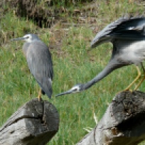 White-faced Heron pair